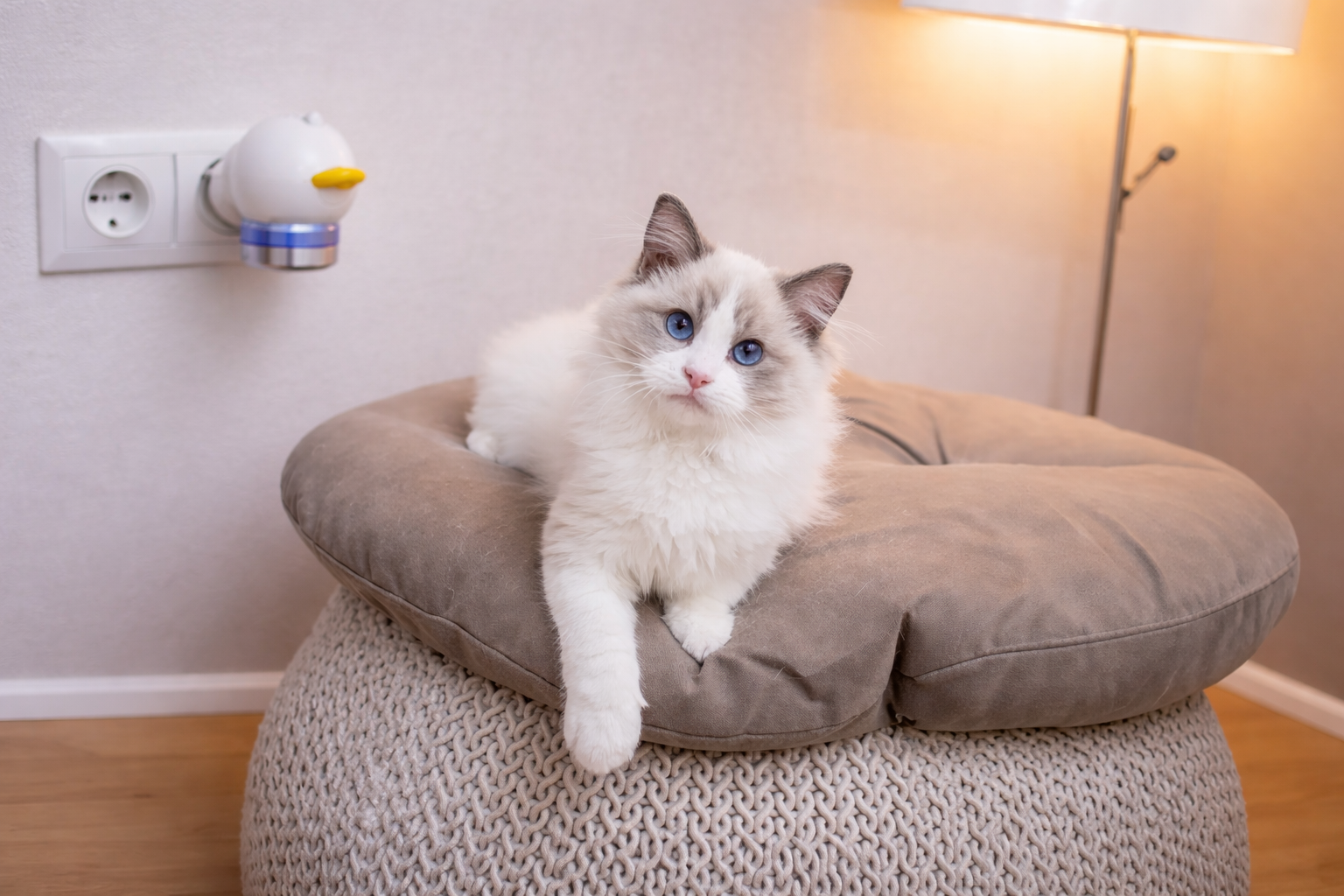 Leo Z. avec son chat et le produit PawZena